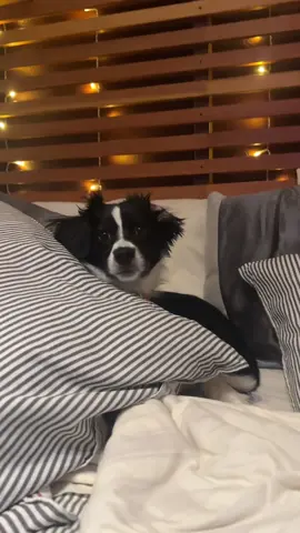 Replying to @𖤐 𐦍 IZZY EMM 𖤓☪︎ not that you were worried but Oreo’s living her best life per usual 😎 #dogtok #dogsoftiktok #oreo #puppy #puppytiktok