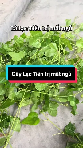 Lá cây Lạc Tiên hỗ trợ điều trị mất ngủ cho các Anh chị nào thiếu ngủ, ngủ không đủ giấc, ngủ chập chờn đây! Rất dễ kiếm mọc dại rất nhiều Anh chị nhé! #trending #xuhuong #viral #tatreview #review 