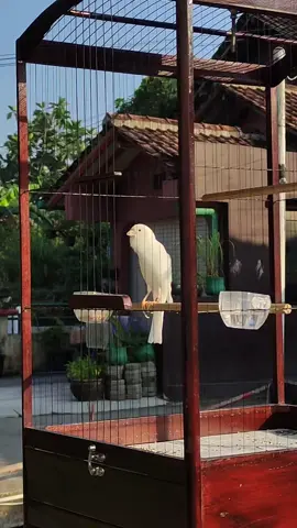 betapa indahnya dipagi hari #kenari #kenarijogjakarta #kenariindonesia #kenarijogja #kenarimaniaindonesia 