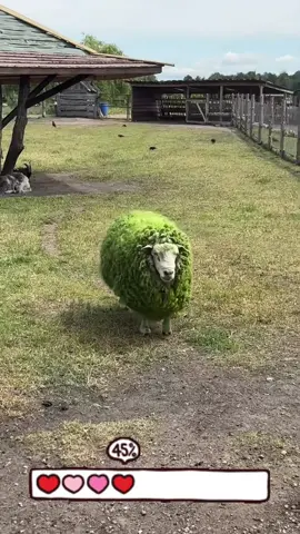 #funnyanimals #PetsOfTikTok #cute #sheep 