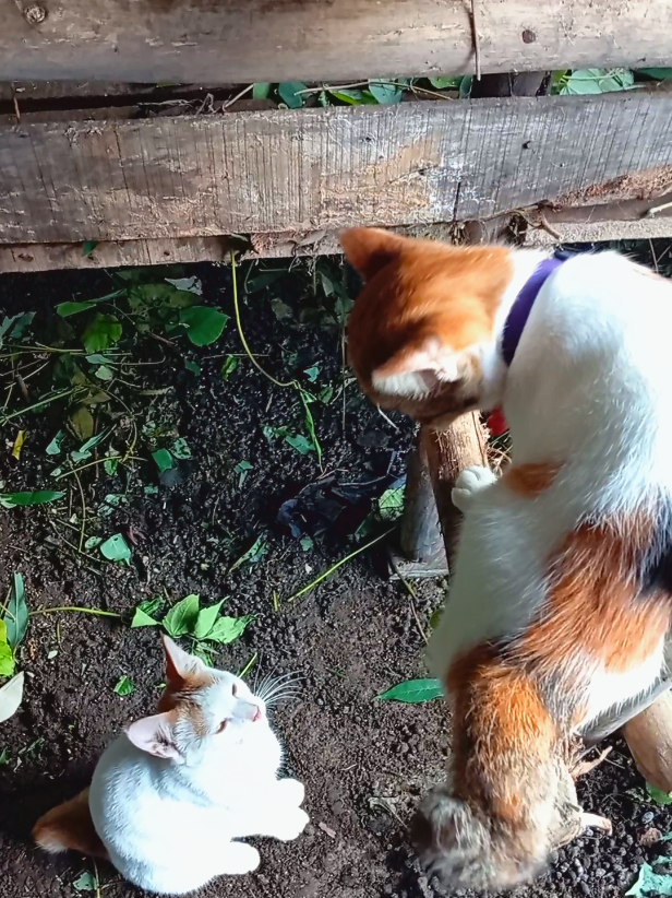 Lagi ngasih makan kambing, pasti ikut juga ke kandang nie bocil2 dua 🤣🤣🤣