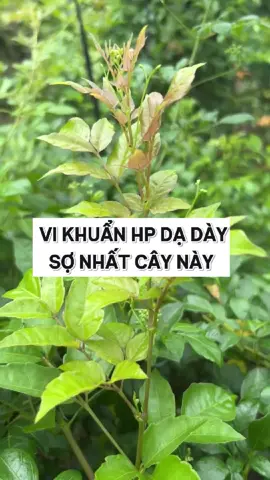 Mẹo dùng chè dây cho người nhiễm khuẩn hp dạ dày, đau dạ dày do nhiễm khuẩn hp #cheday #daudaday #nhiemkhuanhp #viemloetdaday #dienchunhiem 