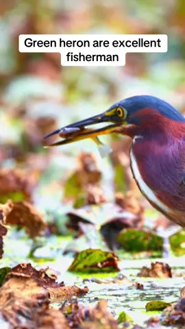 Green heron #natgeo #bird #wildlifephotography #fyp #fishing