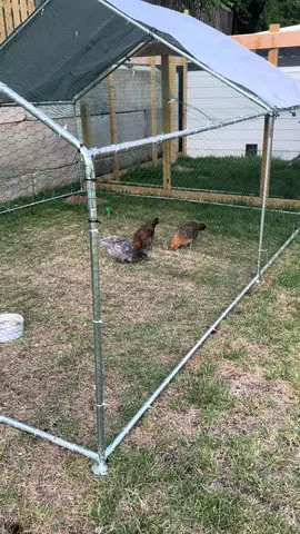 #chicken #chickenrun #DIY #duck #easyassembly 