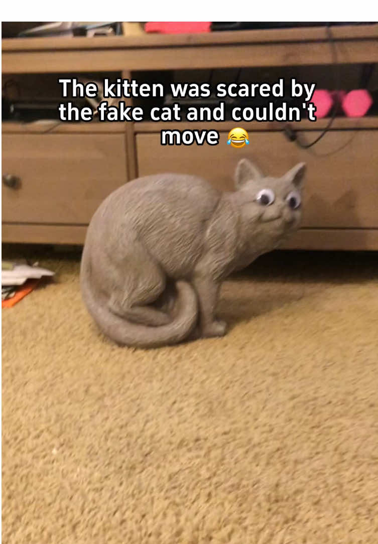 When a cat sees you wearing a mask