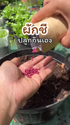 ผักชีในเข่ง ทยอยปลูกมีกินทั้งปี #เข่งเบอร์10