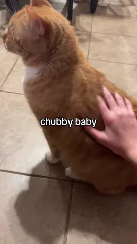 chubby