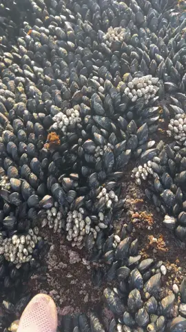 The Marmara Sea region of Turkey is a primary source of mussels, making Istanbul and the surrounding areas the best places to find them, especially as a popular street food called midye dolma. Mussels are also found along the northern Aegean coast, in cities like İzmir and Bodrum, with vendors often selling them from street carts and in restaurants.  