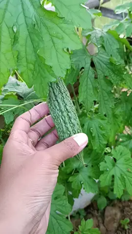 Awalnya coba nanem biji, eh taunya hidup 😁 #menanampare #pare #ketahananpangan #belajarberkebun #slowliving 