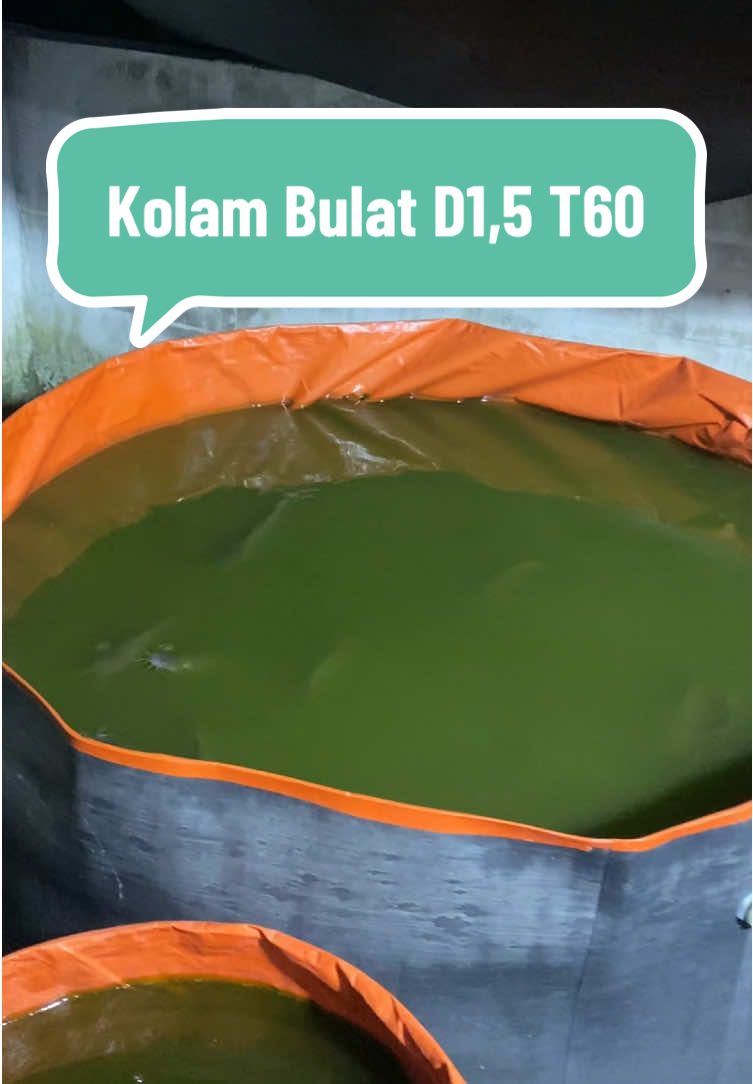 Membalas @Rzkytwnty7 kolam terpal tanpa rangka simpel praktis gapake ribet #kolamterpal 