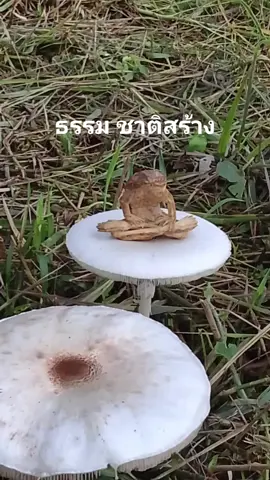 กบจำศีลนั่งสมาธิ สัตว์ในตำนานโบราณอีสาน จริงหรือไม่ ในความเชื่อในความศรัทธา ของคนอีสาน