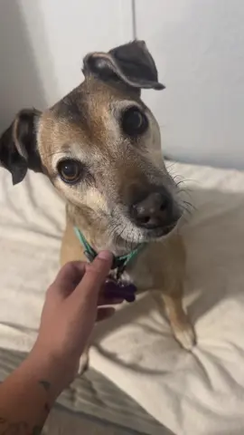 That’s a MAYBE! #dogsoftiktok #jackrussellterrier 