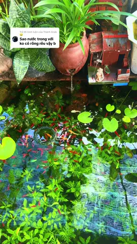 Trả lời @Thành Grab 😭 tránh ánh nắng trực tiếp, setup hồ ( nước + thuỷ sinh) trên 7 ngày mới thả cá #thuysinh #thuysinhngoaitroi 