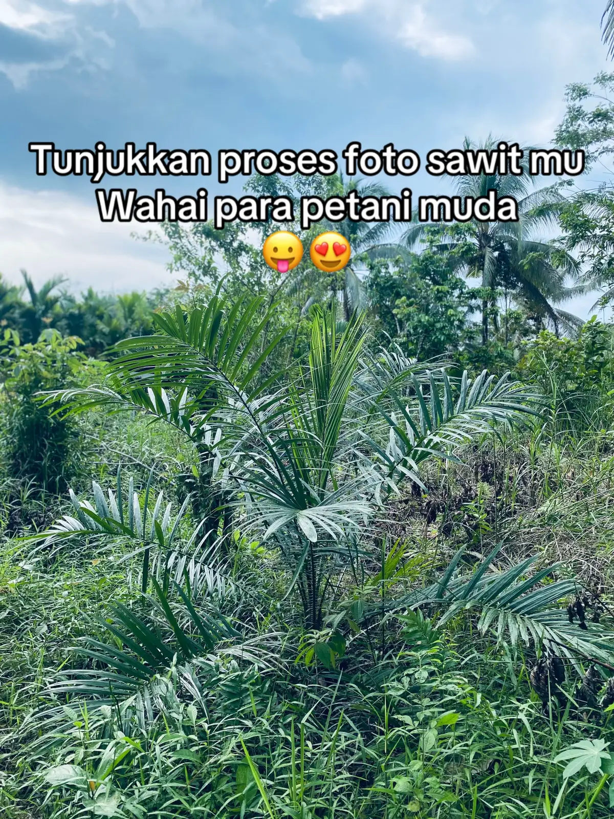 #sawit #sawitindonesia #petanisawit 