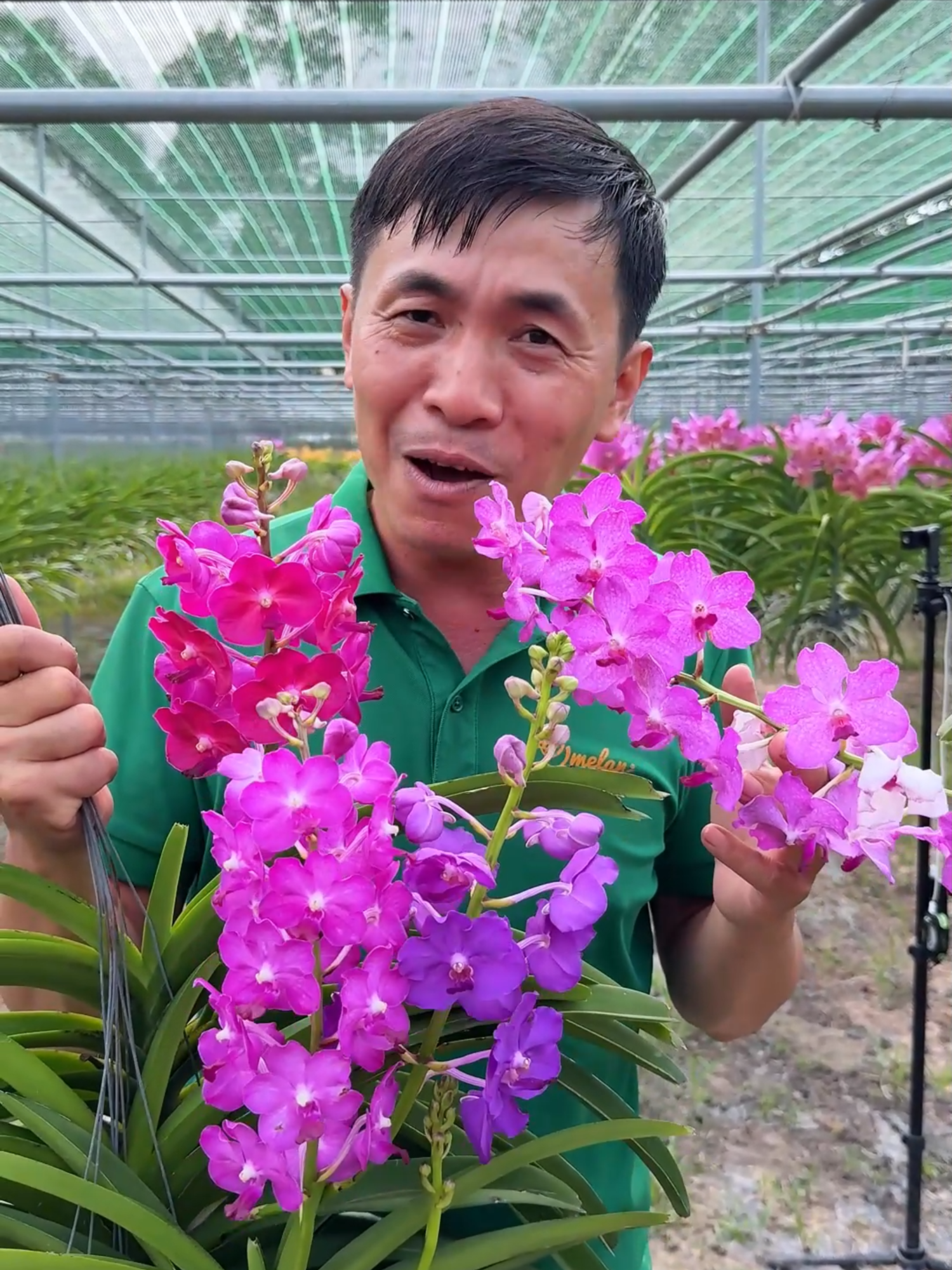 Lan gì mà nhiều màu lại còn thơm nữa #melan #landep #hoadep #haiyenhonghuong #fyp #xuhuong #orchid