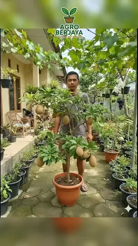 Sawo JUMBO 🤩😱 #tanaman #buah #sawo #tanamanhias #fyp 