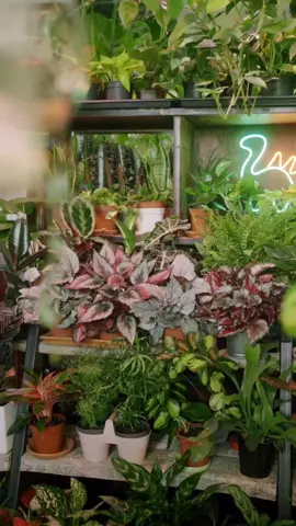 7 Lucky Plants To Watch In 2026 #fyp #lucky #plants #2026 #modda 