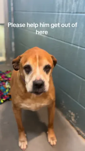 Why is nobody looking for him?  We went door to door today from where we were told he was found and not one person recognized him . #ihateithere #boxerdog #abandoned