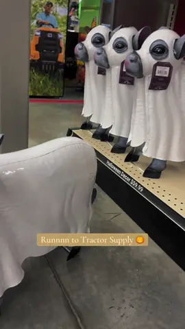 Tractor Supply has the cutest Holloween Decor 🎃🧡 #tractorsupply #holloween #fall #September #fyp #foryou #holloweenvibes 
