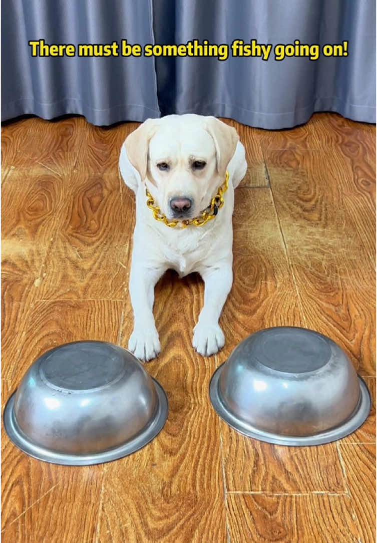 Dog: Why aren't you playing by the book... #petslife #petparents #mansbestfriend #foryoupate #dogsofinstagram #dogstagram #doglife #Labrado #doglover #dog #pets #funnyvideo