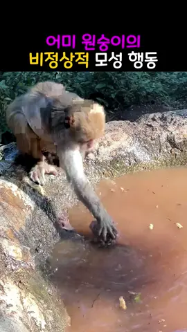 어미 원숭이의 비정상적 모성 행동