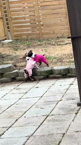 😆 #fyp #bostonterrier #puppy #puppytiktok #bostonterriersoftiktok 