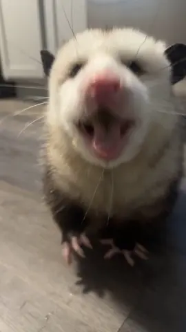 Grape ASMR ❤️🍇 #opossum #fyp #animal 