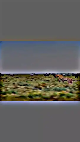 #tigerlover #tigerking #foryou #video 