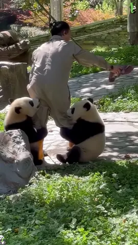 Panda 🐼 Clingy Panda #funny #panda #pandafunnyvideo #pandababy #kungfupanda #core #fyp #cute #pandas #foryou #usa #tiktok 