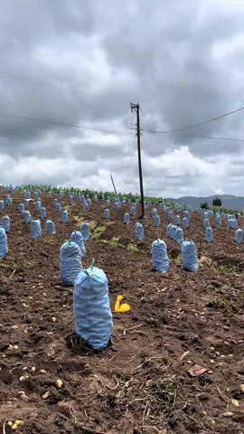 #paperosdecorazon🥔❤️ #trabajoduro #agricultura #calidad #naturaleza #chamba #campo #camionero 