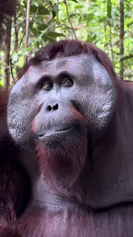 Hi marco #fyp #borneo #kalimantantegah #orangutan 