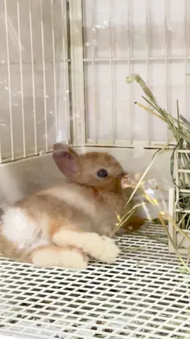 うさ姫様🐰#うさぎ#うさぎ専門店#うさうさラビトリー#ネザーランドドワーフ#rabbit