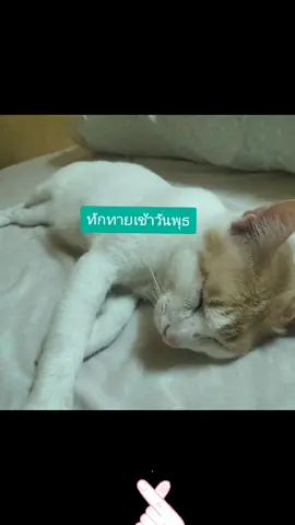 ทักทายเช้าวันพุธพี่ๆๆทุกคนค่ะ
