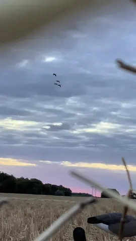 Sometimes it actually happens #birds #goose #hopecore #northdakota #fypシ゚viral 