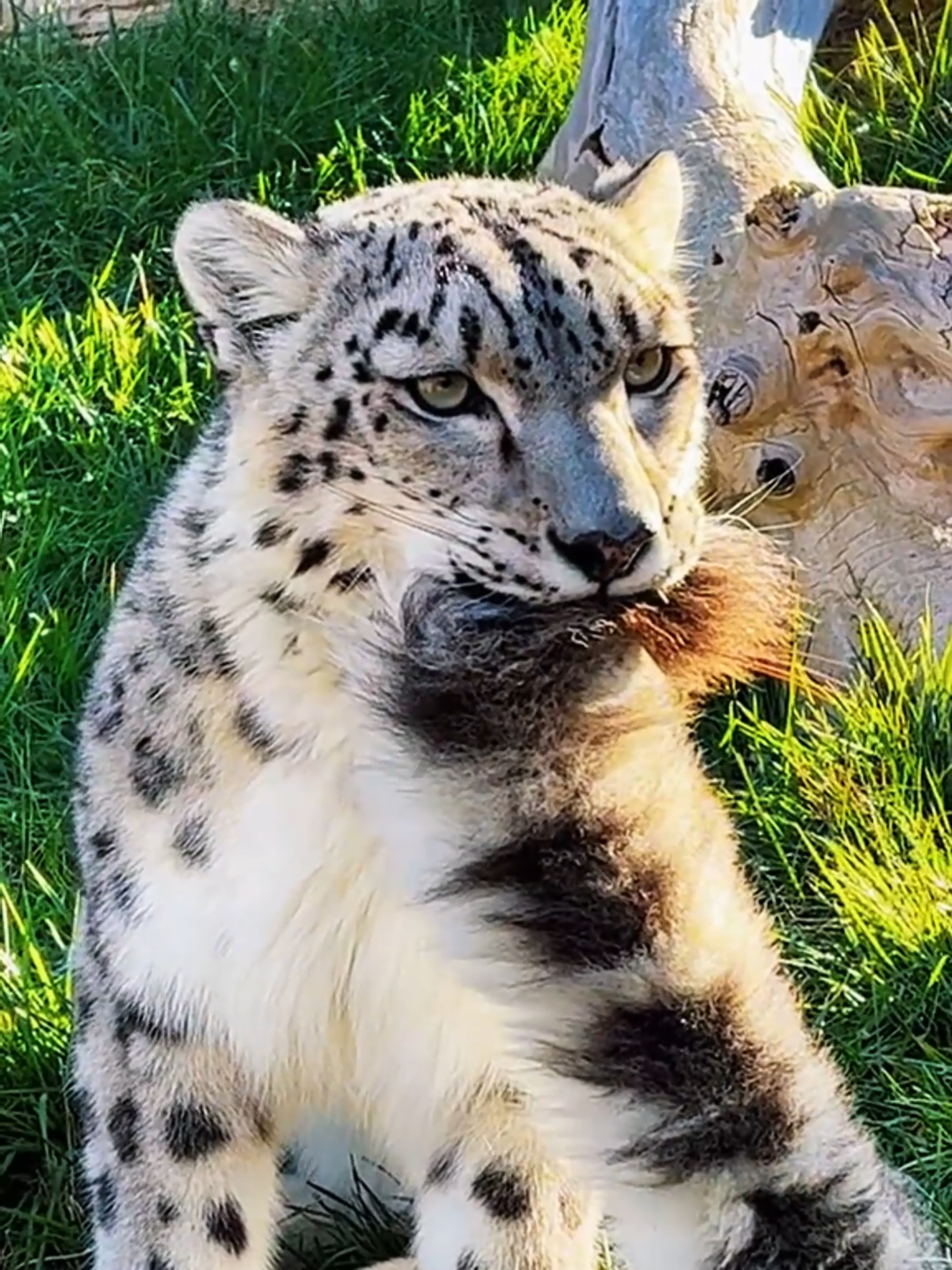 Macan Salju: Pemalu, Lucu, dan Bikin Gemes #MacanSalju #SnowLeopard #FaktaHewan #HewanLucu #HewanUnik