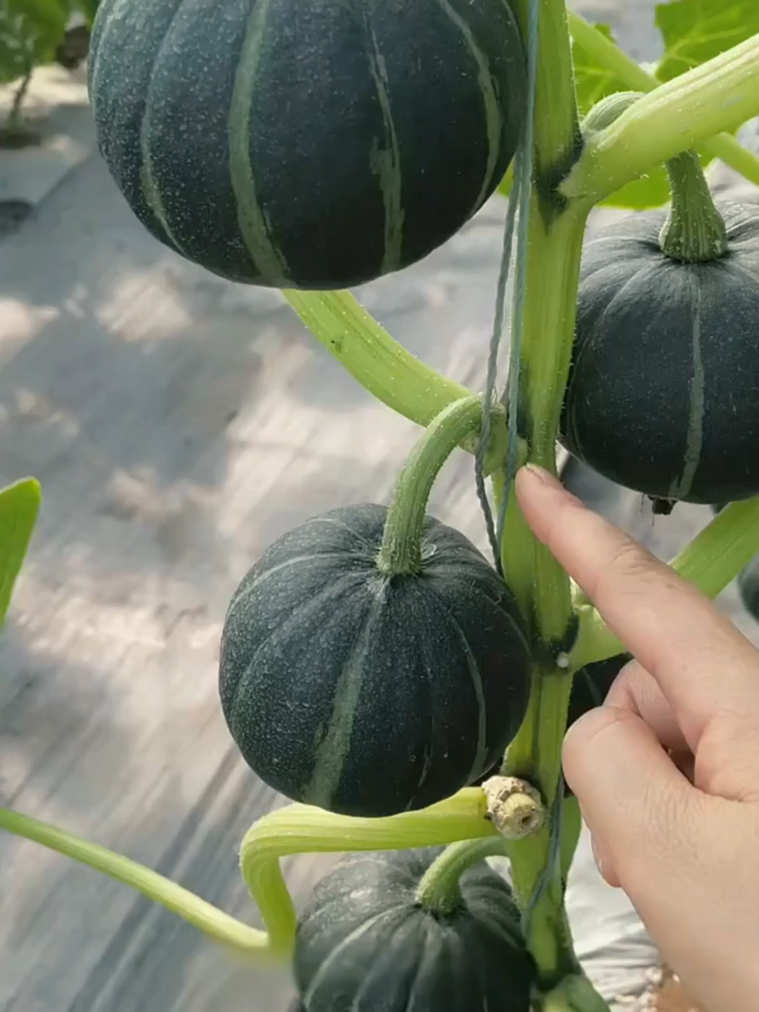 Labu Bebe, manis sedap! #BenihLabuBebe #TanamanPertanian #BenihLabu #Sayur #Benih