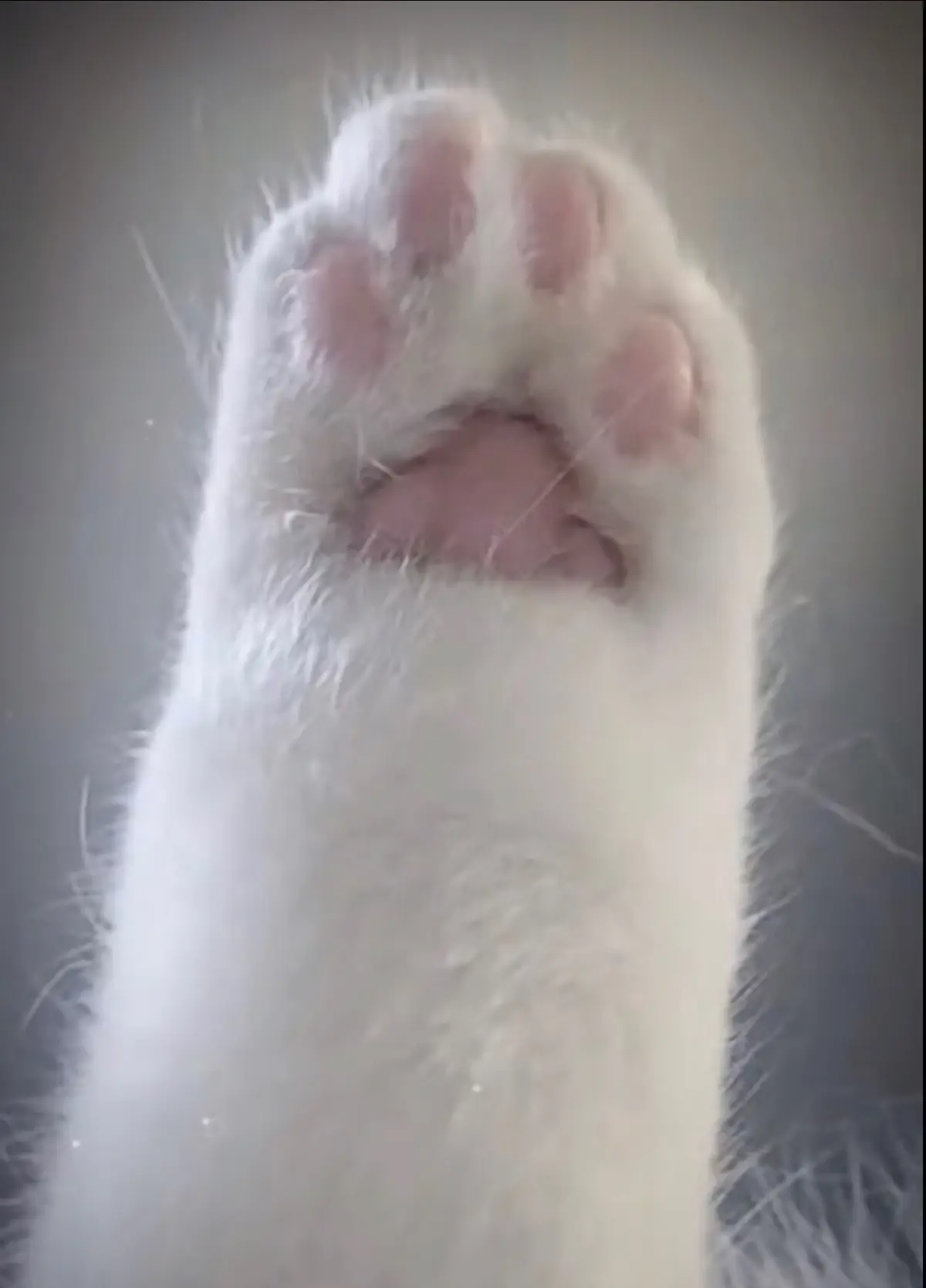 xh dii #xuhuongtiktok #trendtaymeo #xhhhhhhhhhhhhhhhhhhhhhhh 