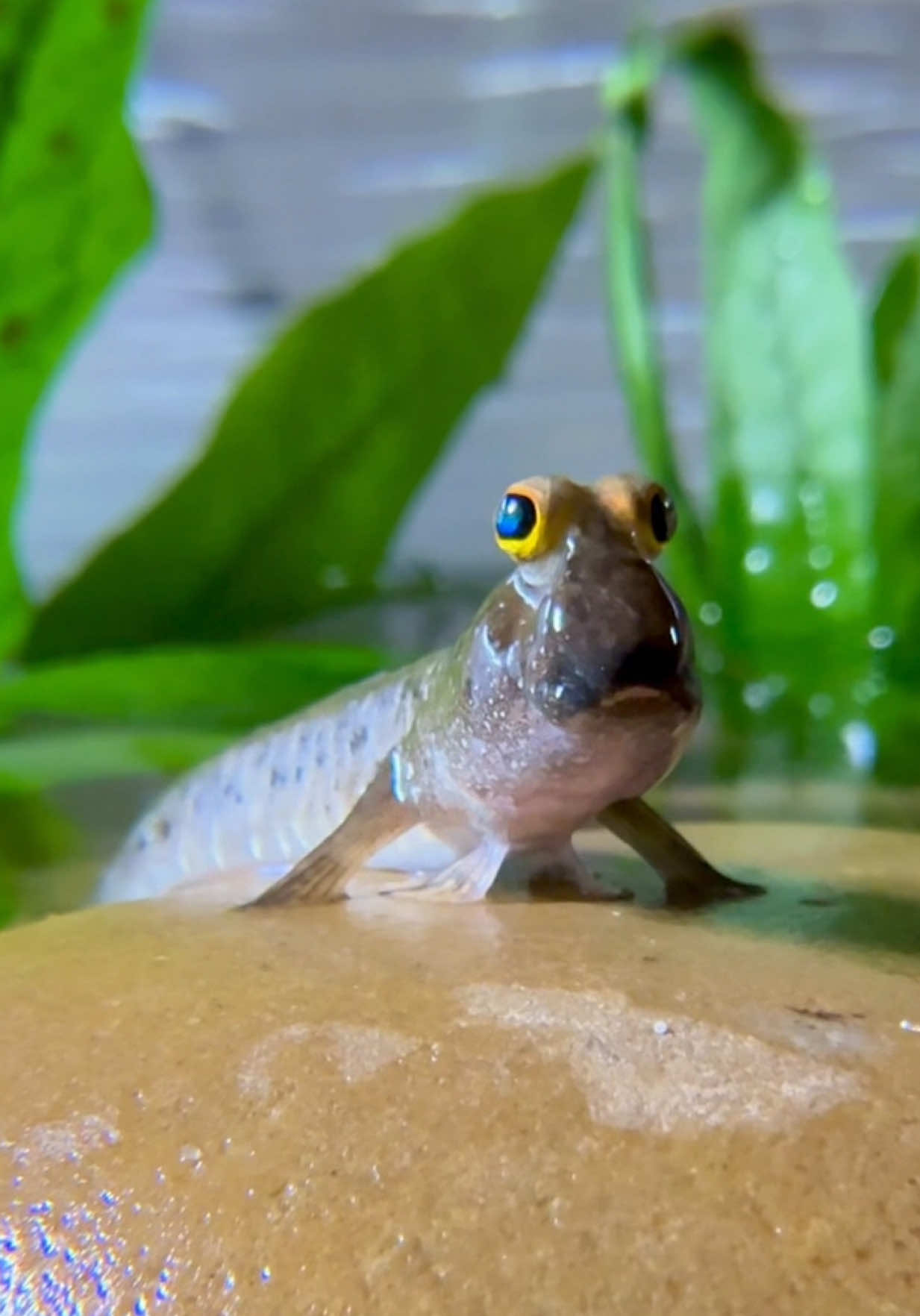 What an interesting creature 👀  #mudskipper #fish #aquarium #interesting #funny