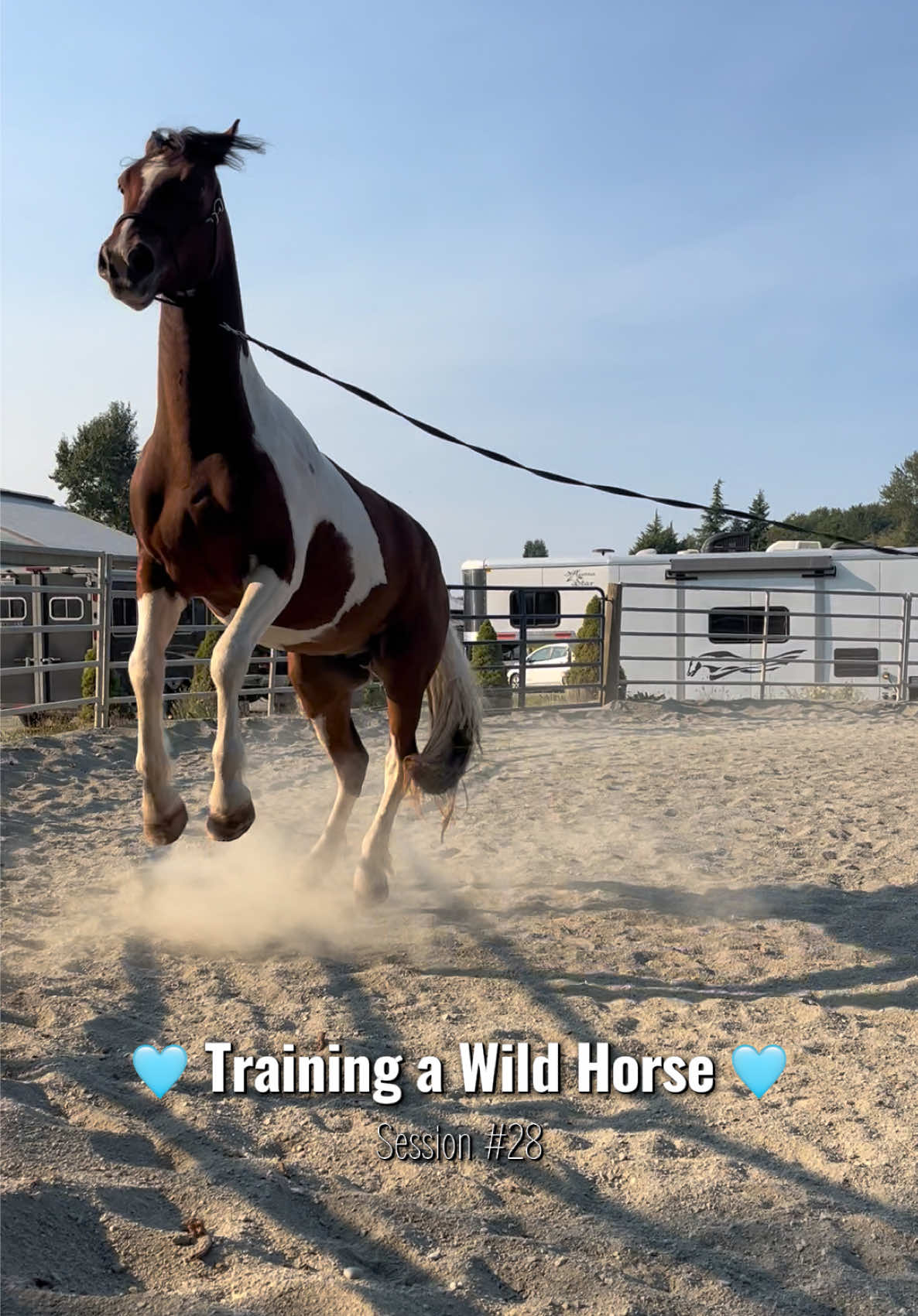 Another eventful session with Twisty! First day back to work after his horse show break, I’m trying to do a bit more with him and push him just a little bit more. He’s gotten to the point where he’s pretty comfortable with things and understands a lot, he just needs more experience with everything! So we started by expanding the idea of lunging, and adding the line, worked on small circles and bending his body. Introduced the saddle for the first time, he had his typical reaction of porpoising around, then was able to trot and canter nicely without much fuse. After that we just worked with turning with the pressure and following the line! Overall I’m very happy with how he did today, looking forward to continuing to practice what we did today. 🩵 #blmmustang #mustangsoftiktok #fyp #horsetraining #eventingmustang 