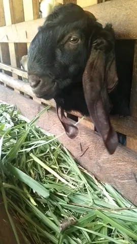 vitamin penggemuk kambing #vitaminuntukternak  #vitpro 