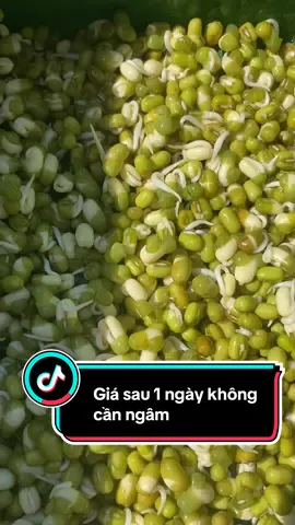 Mới chỉ sau 1 ngày thôi, hạt đậu đã bắt đầu nảy mầm xanh rồi. Với khay làm giá này, bạn không cần ngâm trước, chỉ việc thay nước hằng ngày là đủ #khaylamgiado #dụngcụlàmgiáđỗtạinhà #làmgiáđỗtạinhà #cáchlàmgiánhanh #khaylàmgiáxếpchồng  @Sunkuteshop  @Sunkuteshop  @Sunkuteshop 
