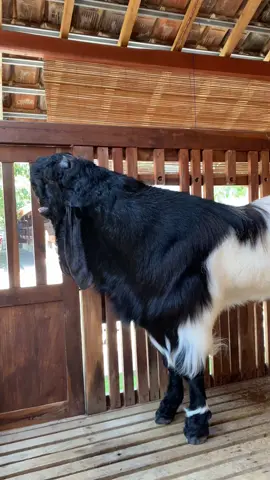 Cuaca panas #kambingkontes #kambingpekaligesing #peternakmuda #masukberandatiktok #fyp 