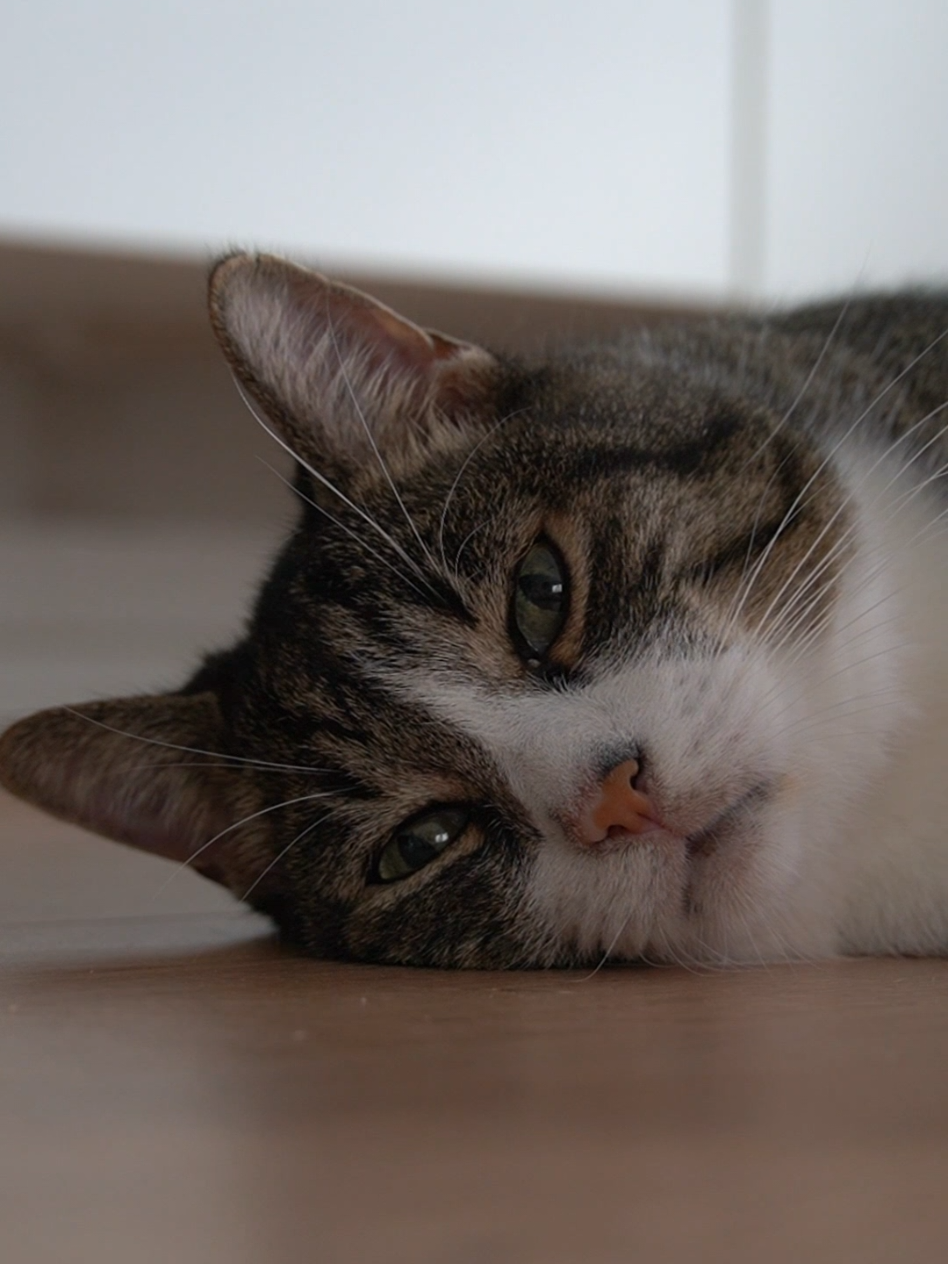 good morning 😻 #catvideos #katzenvideos #cats #katzen #catlove 