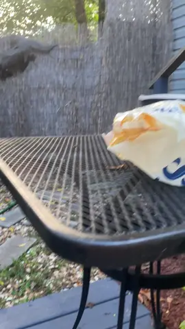 #squirrel #trending #gen❌ #wildlife #fyp 