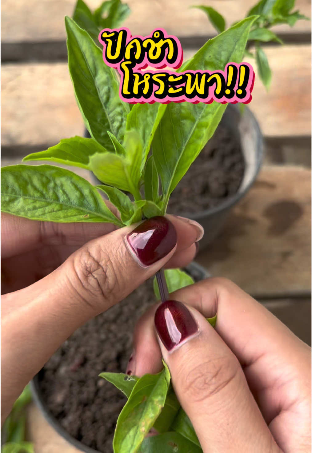 ลองปักชำโหระพา #เกษตร #ปลูกผัก #โหระพา