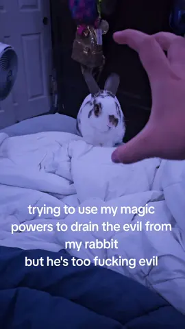 I have no choice. I have to eat him now. #rabbit #bunny 
