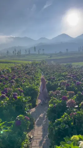 Secantik ini, harus melewati dinginnya kota Batu 🌺 📍Kebun Bunga Hortensia #hortensia #kotawisatabatu #explorebatu #placetogo #wisatabatumalang 