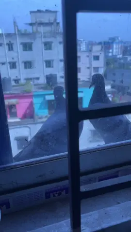 আমার জানালায় মেহমান