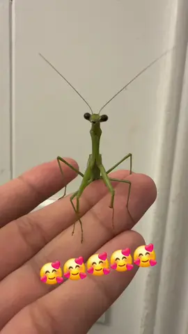 Those big beads eyes!  what a cutie!  #newfriend #insects #mantis #cutebugeyes #stronginsects 