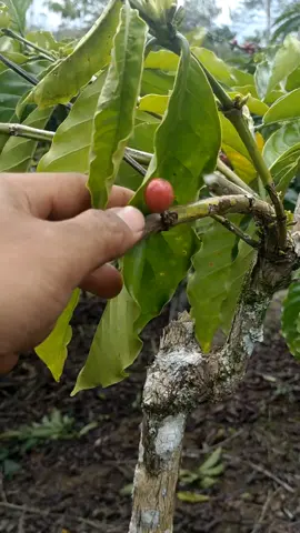 Masih Kebagian Rp 70.000... #petanimuda #petanikopi #petaniindonesia🇮🇩🇮🇩🇮🇩🌿🌿 